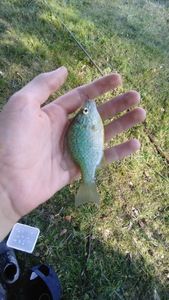 Green Sunfish