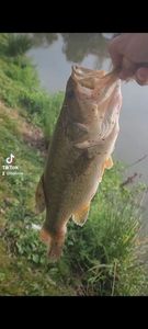 Largemouth Bass