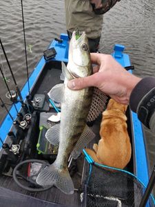 Zander