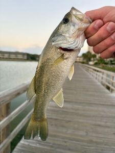 Largemouth Bass