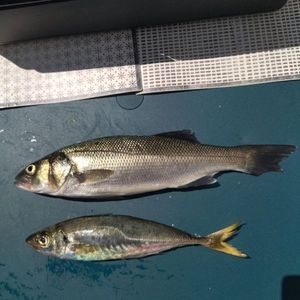 European Bass (Seabass)