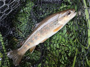 Brown Trout