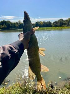 Northern Pike