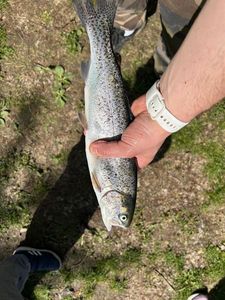 Rainbow Trout