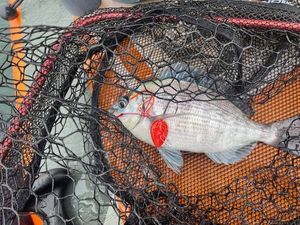 Black Seabream