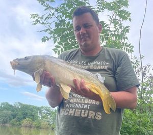 Mirror Carp