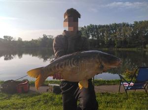 Mirror Carp