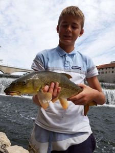 Barbel