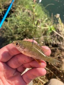 Green Sunfish