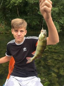 European Perch