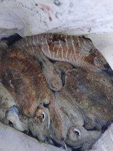 Common Cuttlefish