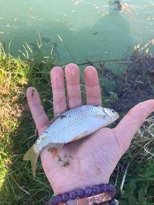 Roach