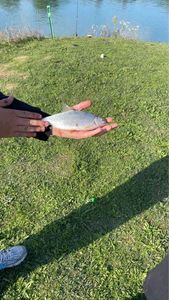 Roach