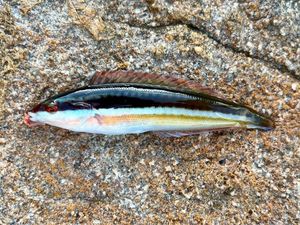 Mediterranean Rainbow Wrasse