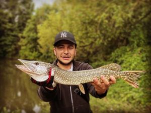 Northern Pike