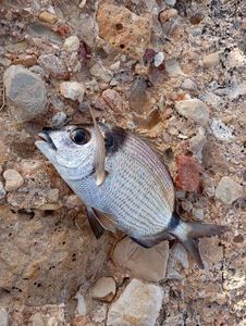 White Seabream