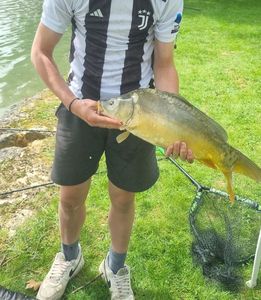 Mirror Carp