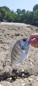 Black Seabream