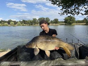 Common Carp