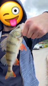 European Perch