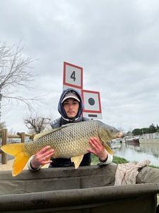 Common Carp
