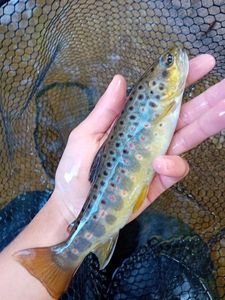 Brown Trout