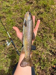 Brown Trout