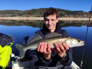 Zander