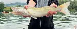 Zander