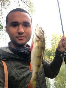 European Perch