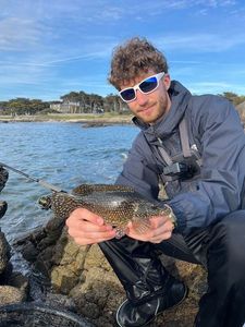 Ballan Wrasse