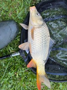 Common Carp