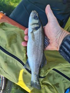 European Bass (Seabass)