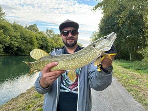 Northern Pike