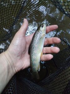 Brown Trout