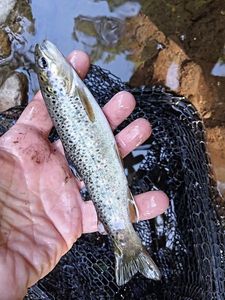 Brown Trout