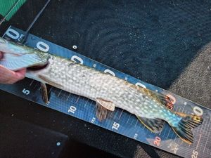 Northern Pike
