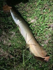 Arapaima