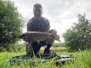 Common Carp