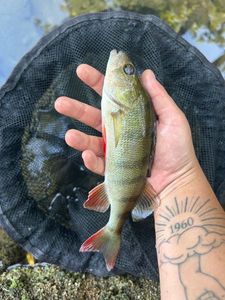 European Perch