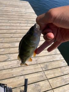 European Perch