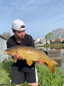 Common Carp