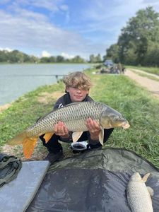 Common Carp