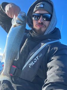 European Bass (Seabass)