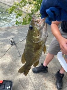 Largemouth Bass