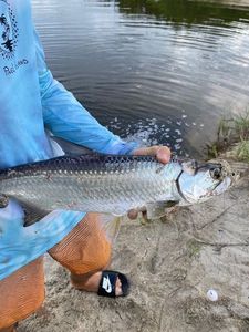 Tarpon