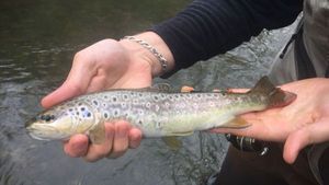 Brown Trout