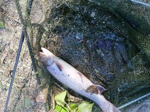 Brook Trout