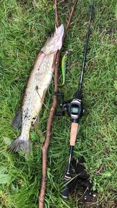 Northern Pike