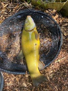Tench